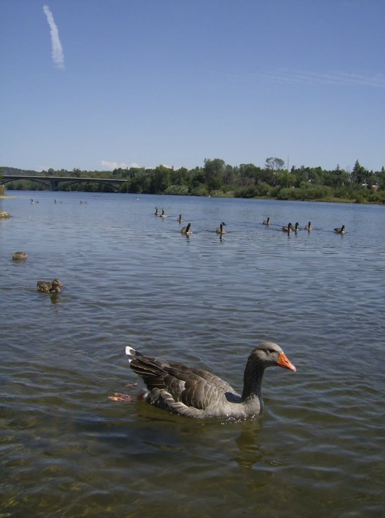 goose at negro bar folsom california