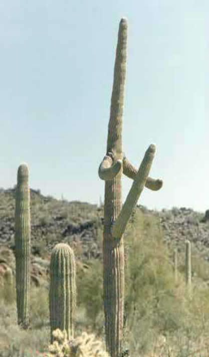 cactus Piton