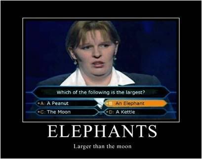 elephant