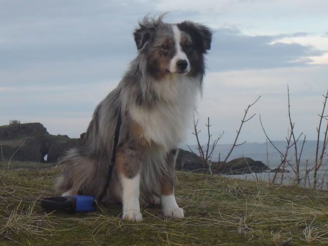 Australian Shepherds Height « Australian Shepherd Tips Australian