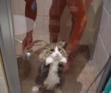 cat.jpg