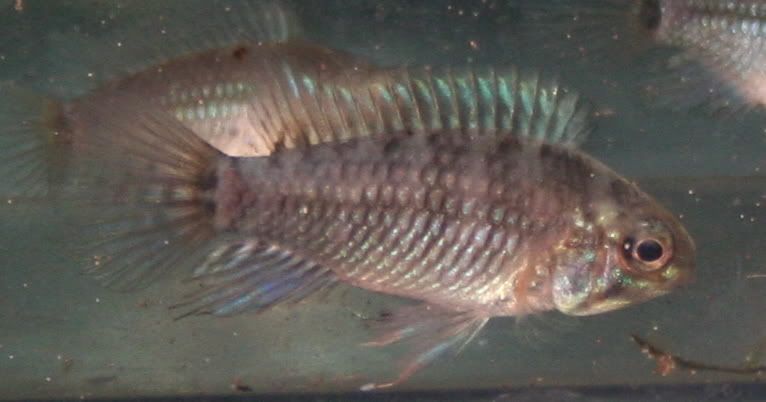 Apisto-5.jpg
