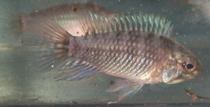 Apisto-6.jpg