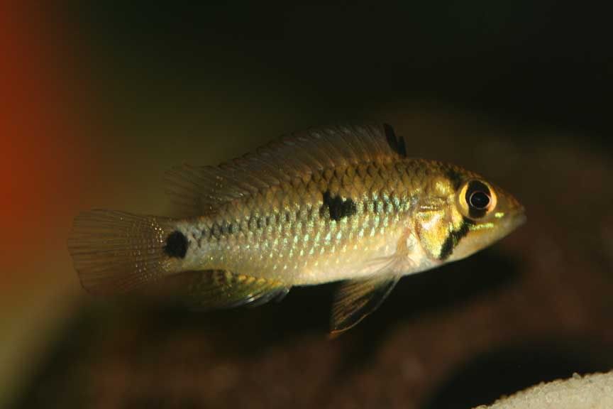 Apisto-close-female-r.jpg