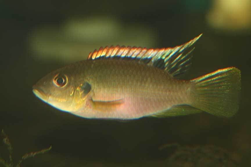 Benitochromis-4r.jpg