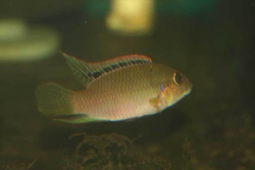 Benitochromis-5r.jpg