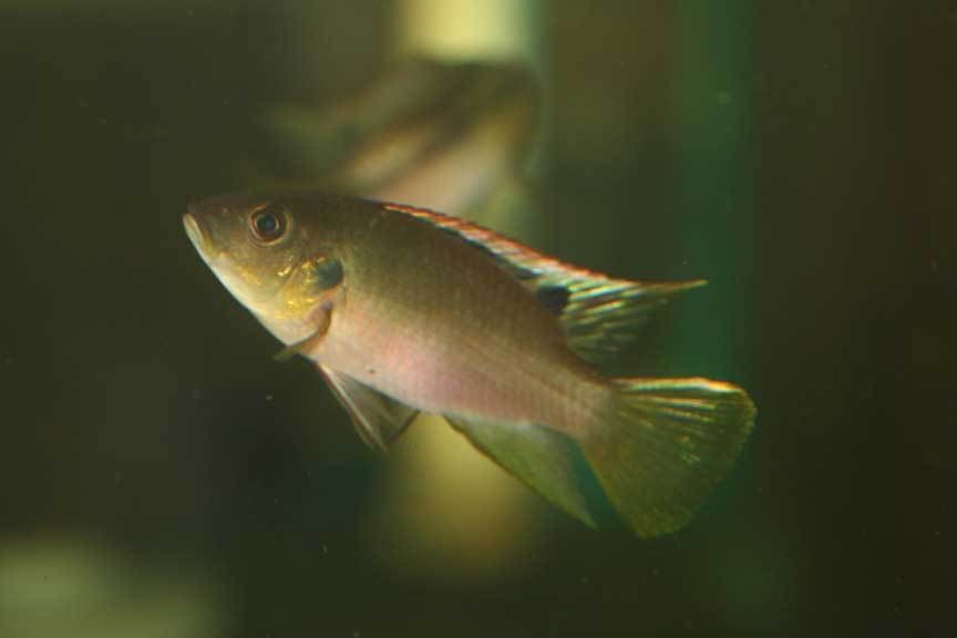 Benitochromis-6r.jpg