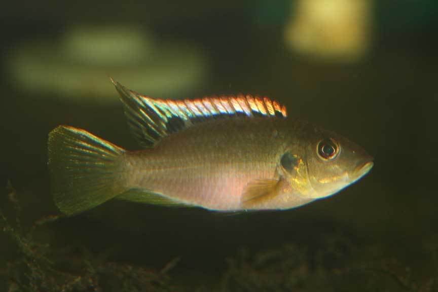 Benitochromis-r.jpg