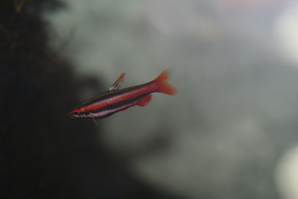 coralredpencilfish-1.jpg
