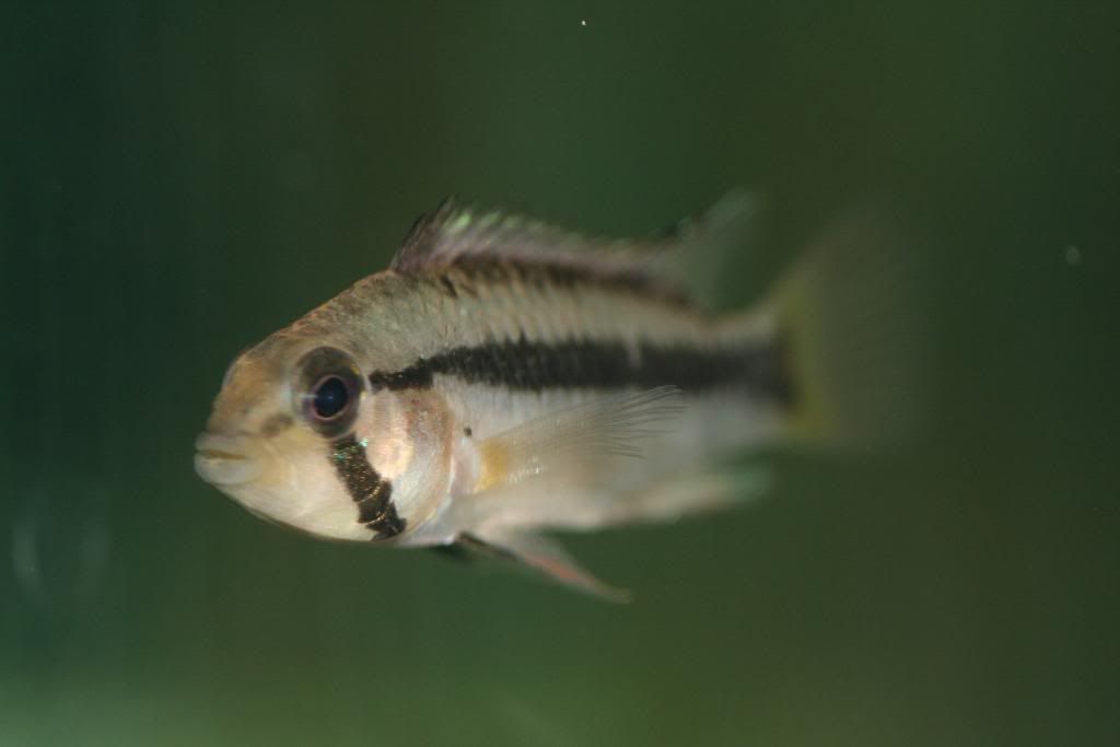 pebasfemaleheadshot.jpg