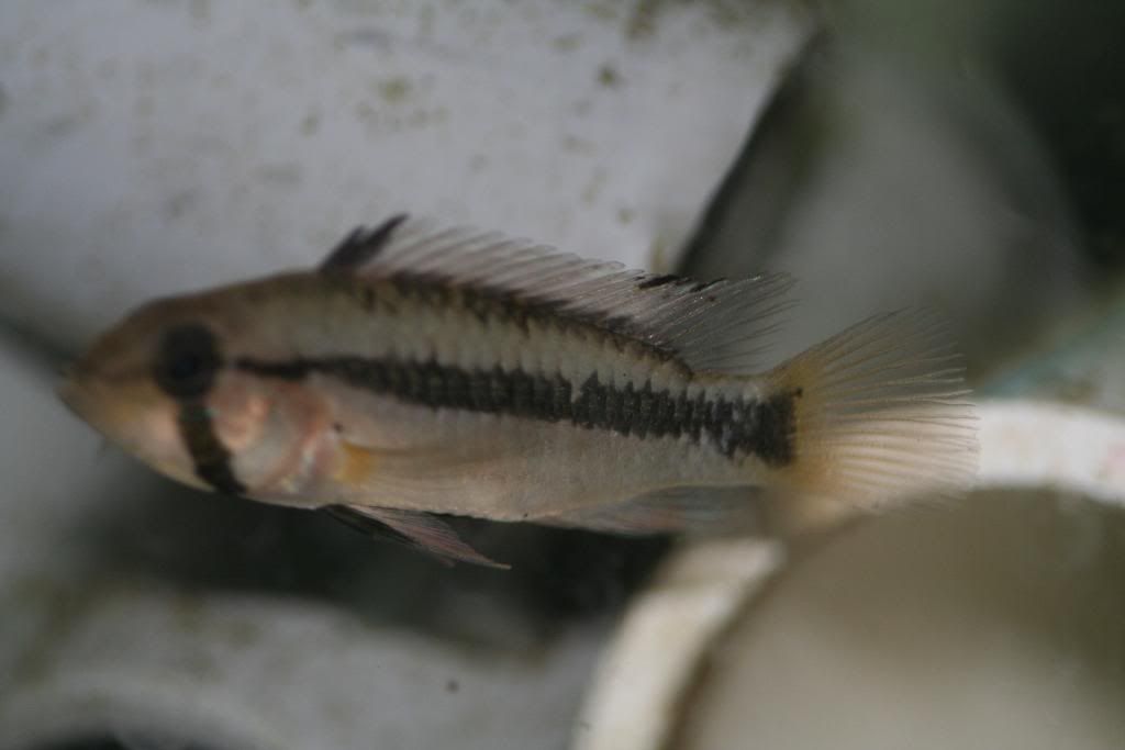 pebasfemaletailshot.jpg
