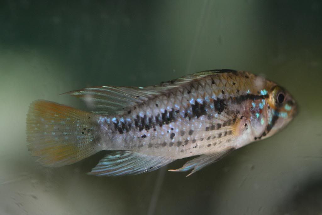 pebasmaletailshot.jpg