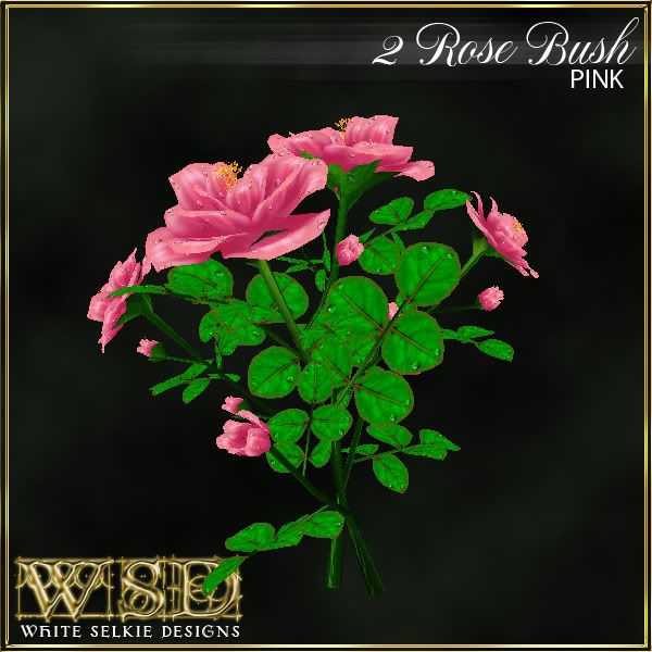 2 Rose Bush Pink