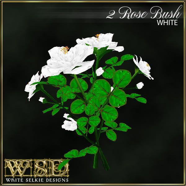 2 Rose Bush White
