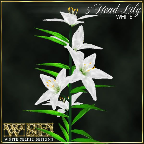 5 Head Lily White