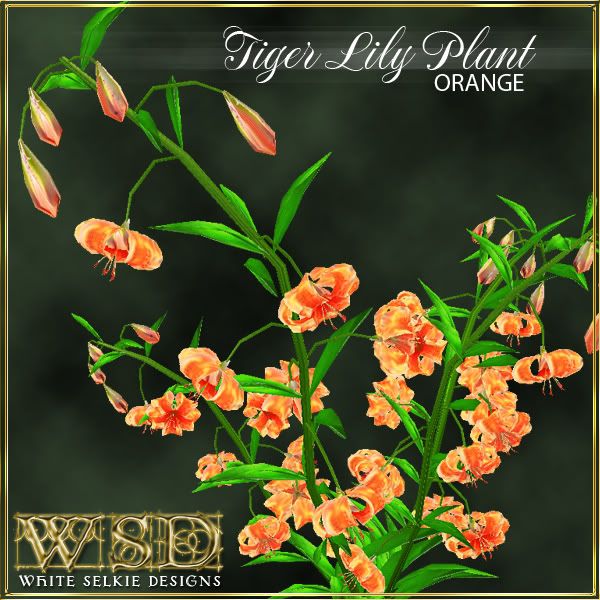 Tiger Lily Plant Orange