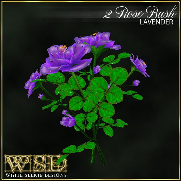 2 Rose Bush Lavender