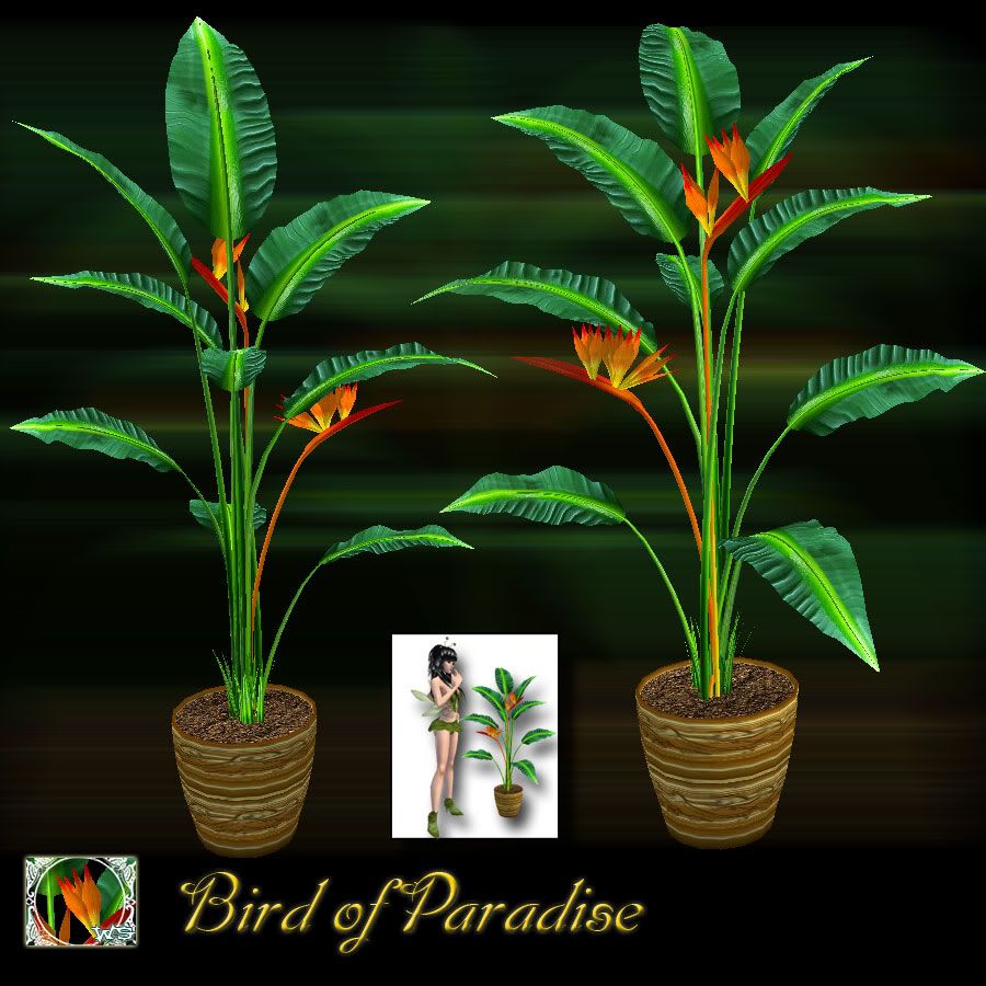 bird of paradise