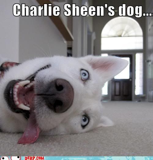 hurr-durr-derp-face-charlie-sheens-dog.jpg
