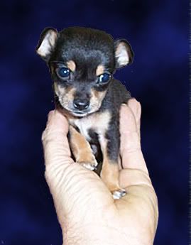 how do you protect your freezer from bears? - Homesteading Questions