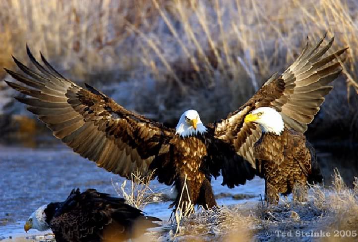 Bald Eagle Wingspan