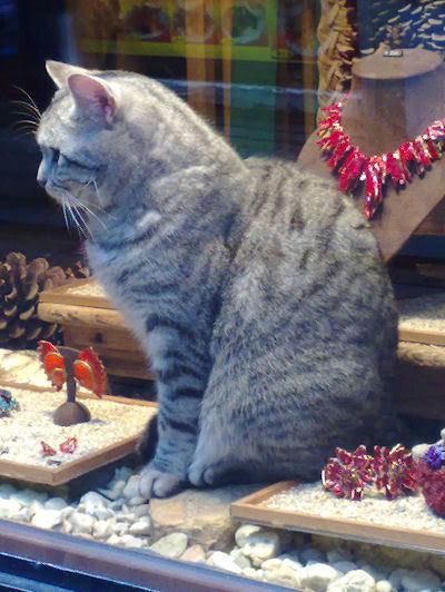 How much is that kitty in the window?