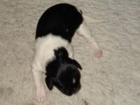 Hester