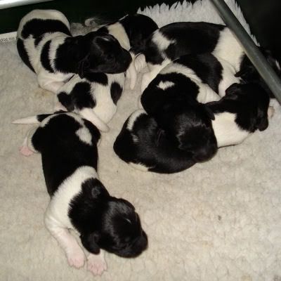 cute little puppies