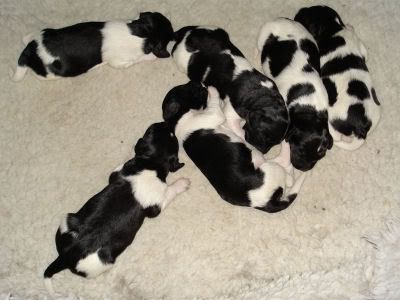 more cute puppies