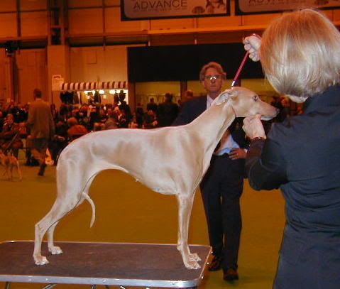 CopyofCrufts20040003.jpg