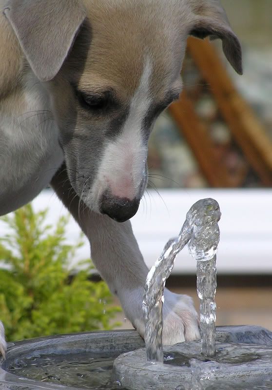 Fountain2.jpg