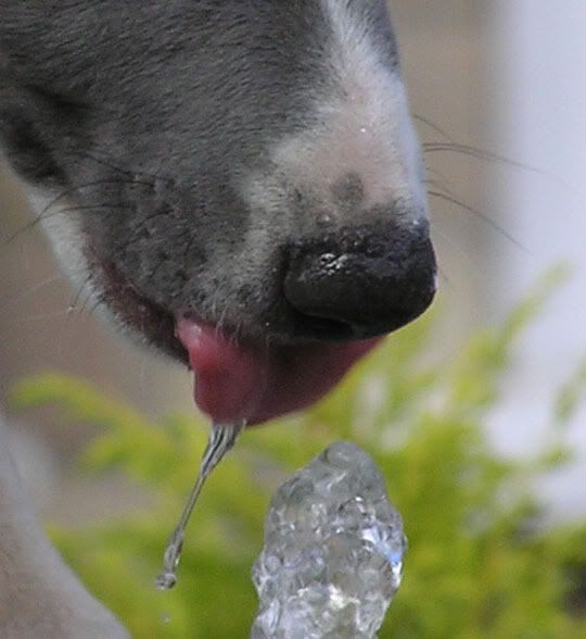 Fountain6b.jpg