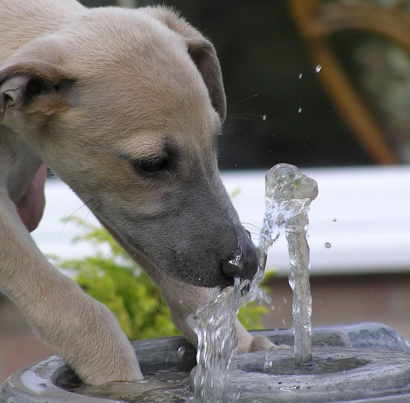 Fountain7.jpg