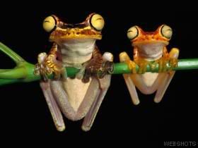 sillyfrogs.jpg