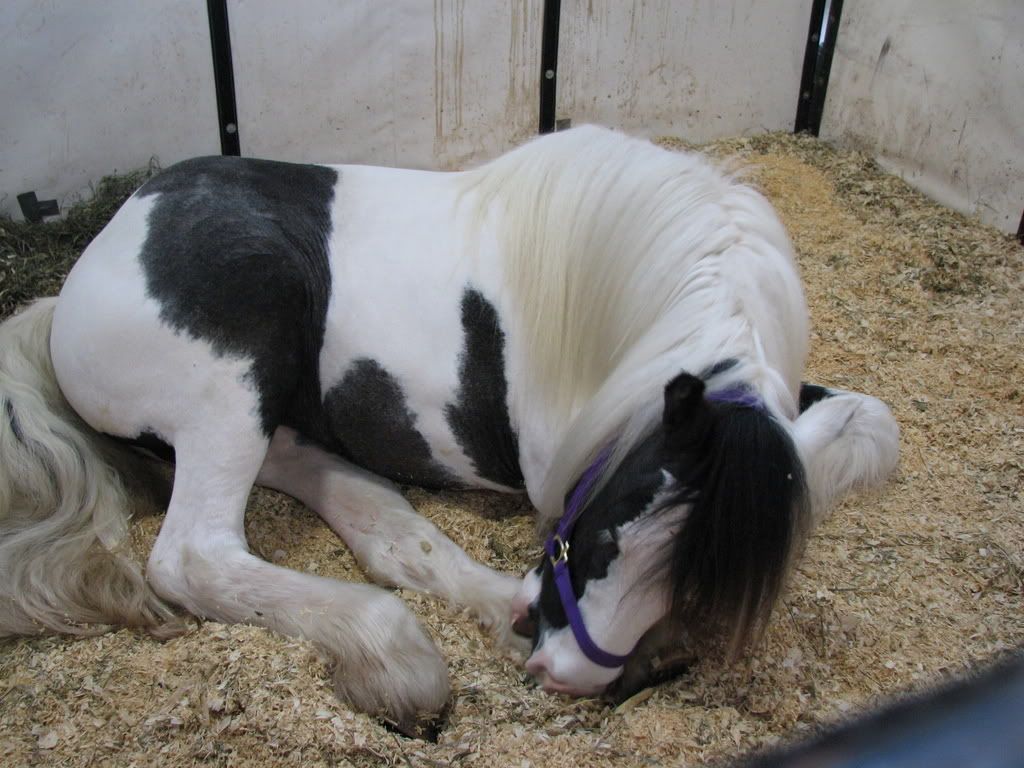 horse sleeping