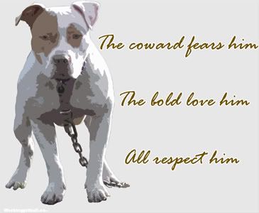pit bull Pictures, Images and Photos