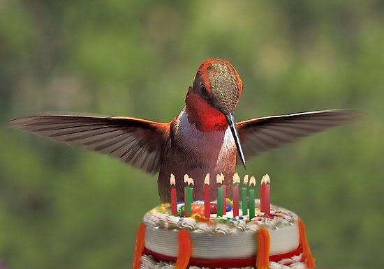 http://i163.photobucket.com/albums/t294/jeanswilson/Birthday%20Party/1507175-2-birthday-bird.jpg