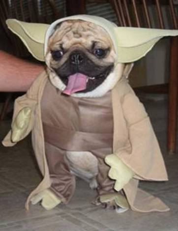 fancy-dress-dog-yoda-from-star-wars.jpg