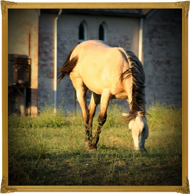 Horse-1-1.jpg
