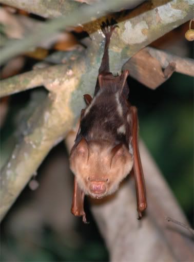 Java Bat