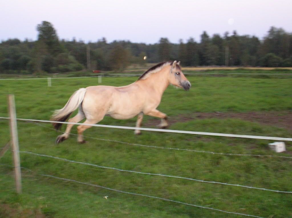 Olympus017.jpg