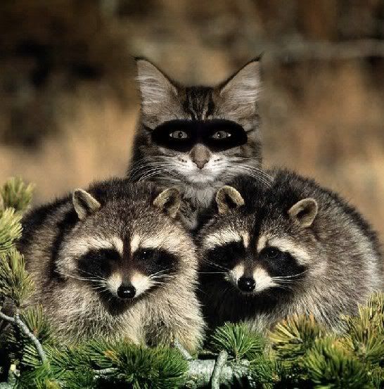 raccoons.jpg