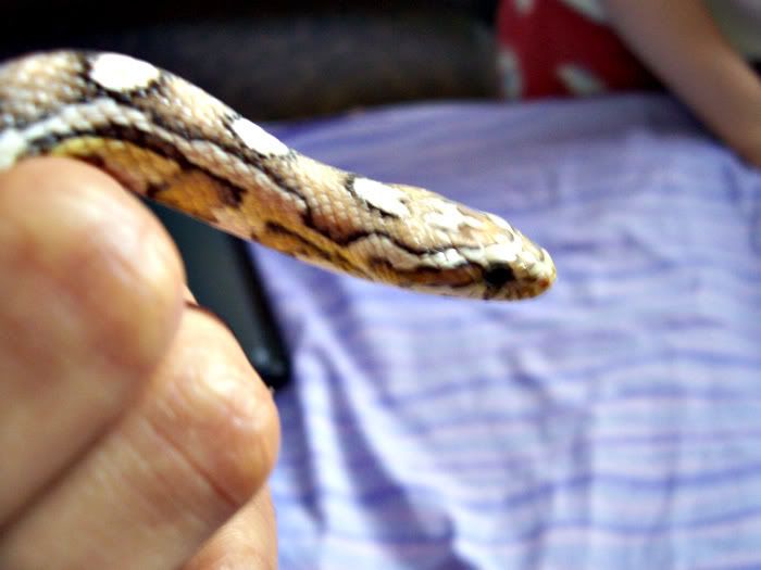 snake160.jpg