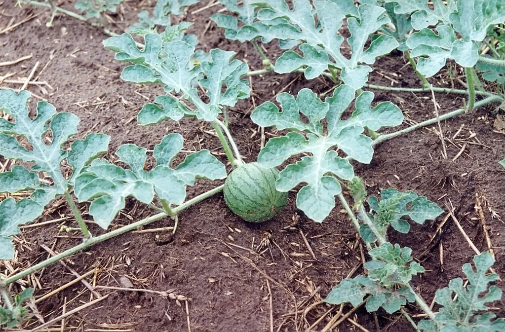What are these veggies? (pics) - Homesteading Questions