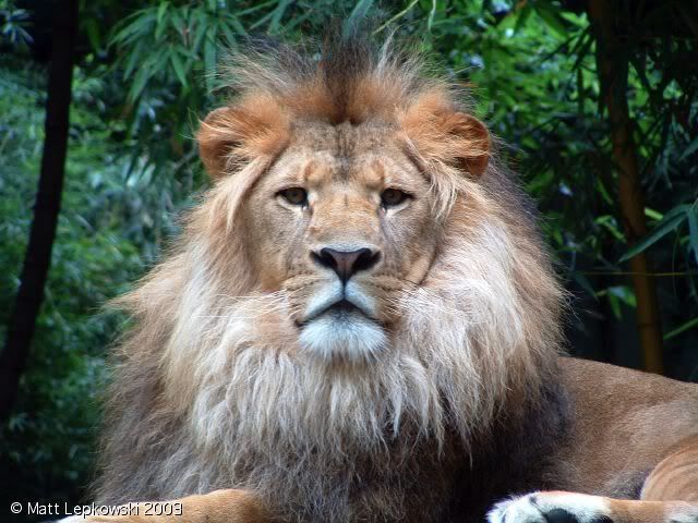 Zoo Lion