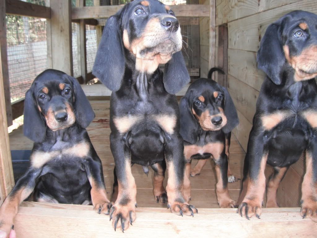 8 Week Old Black And Tan Pups For Sale Gon Forum