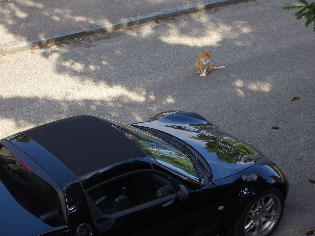 Cat-Roadster.jpg