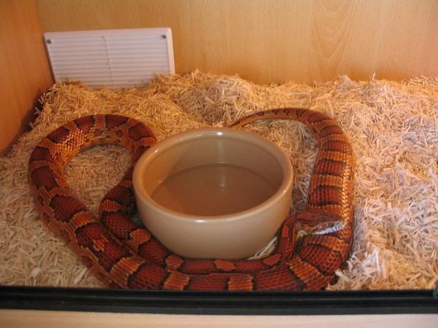 regular corn snake