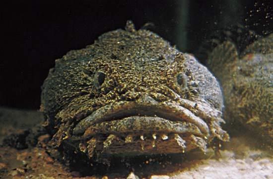 A toadfish.