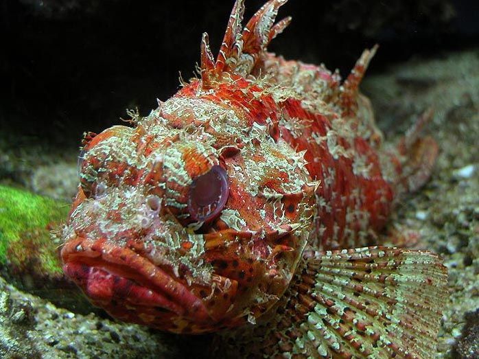 A grumpy looking Scorpion Fish.